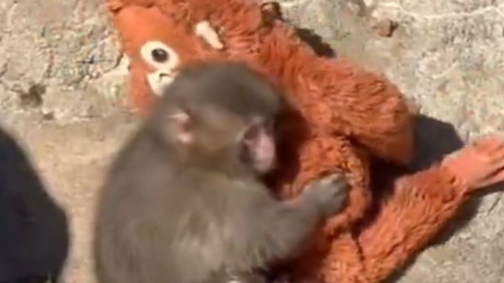 Η IKEA «υιοθετεί» το πιθηκάκι που βρήκε παρηγοριά στη «μαϊμού» της και του δωρίζει λούτρινα - Newsbomb