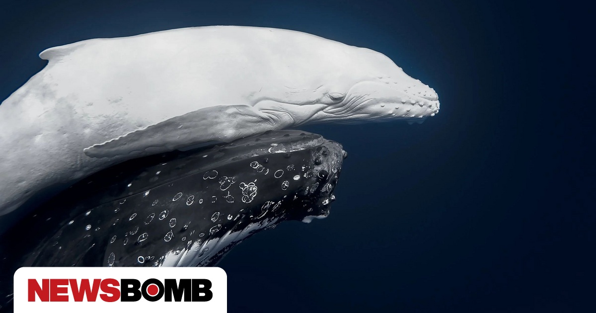 Βραβεία World Nature Photography: Μια σπάνια φάλαινα με αλφισμό κέρδισε ...