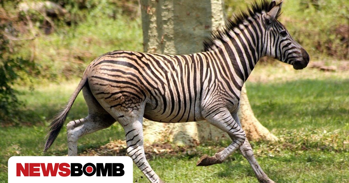 Embraer EMB‑120 forced to land after hitting zebra on take‑off from Seronera