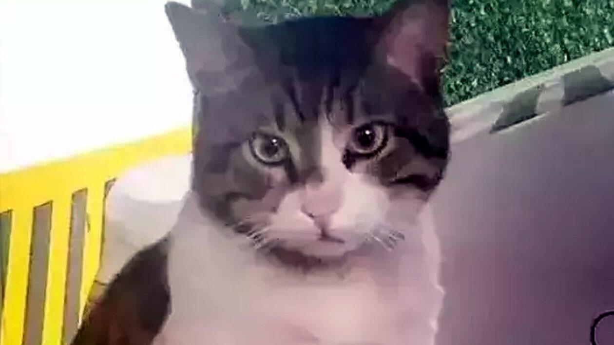 gata