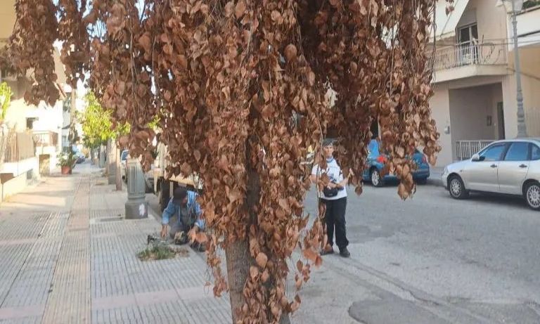 Πύργος: Ασυνείδητοι σκοτώνουν τα δέντρα ανοίγοντας τρύπες στον κορμό τους