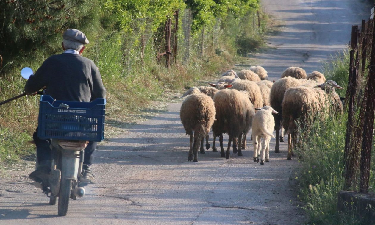 ΟΠΕΚΕΠΕ: Δηλώθηκαν πάνω από 8 εκατ. αιγοπρόβατα μόνο στην... Κρήτη – «Τι δώρο σου πήρε ο τρέλας;»