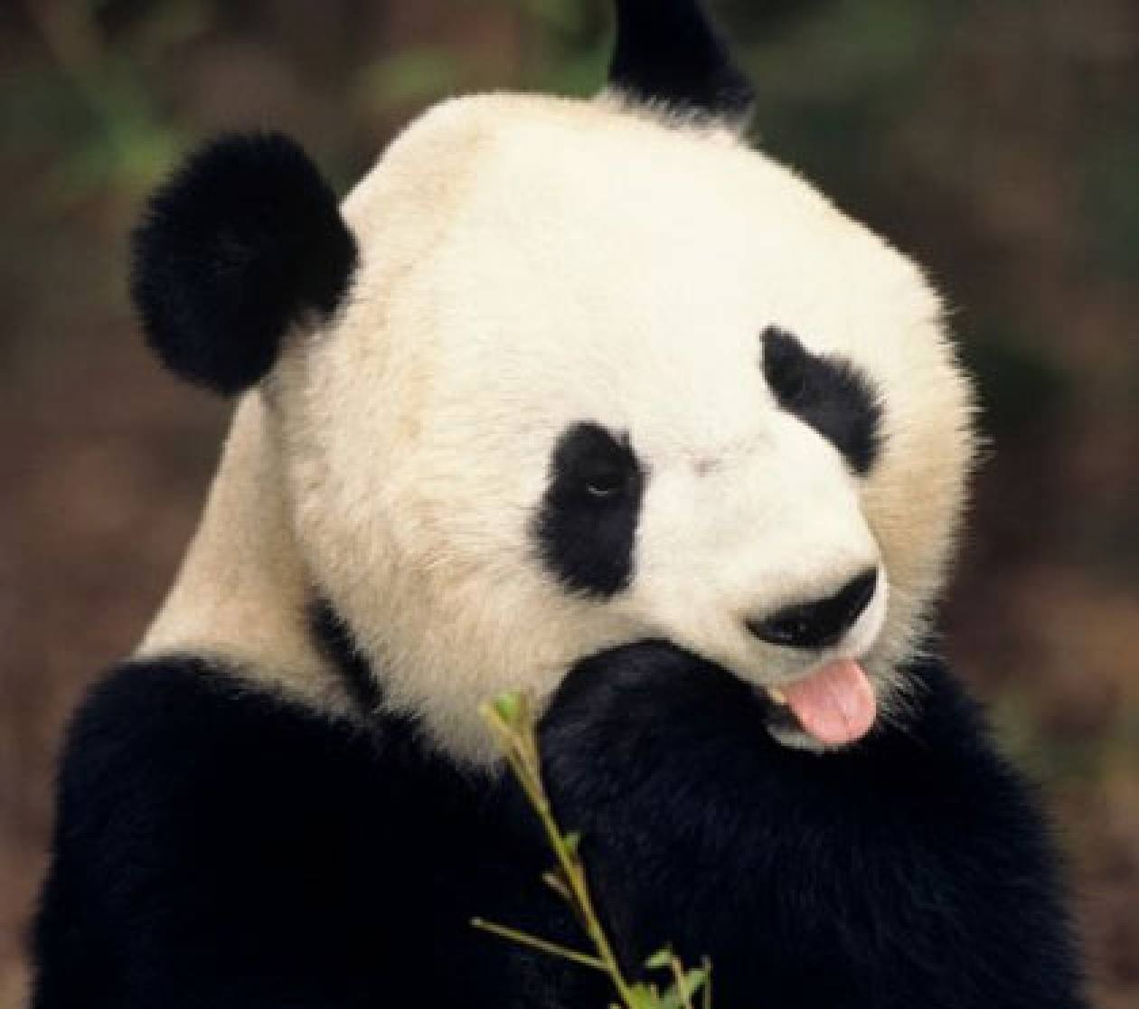 Τα πάντα για τα Panda