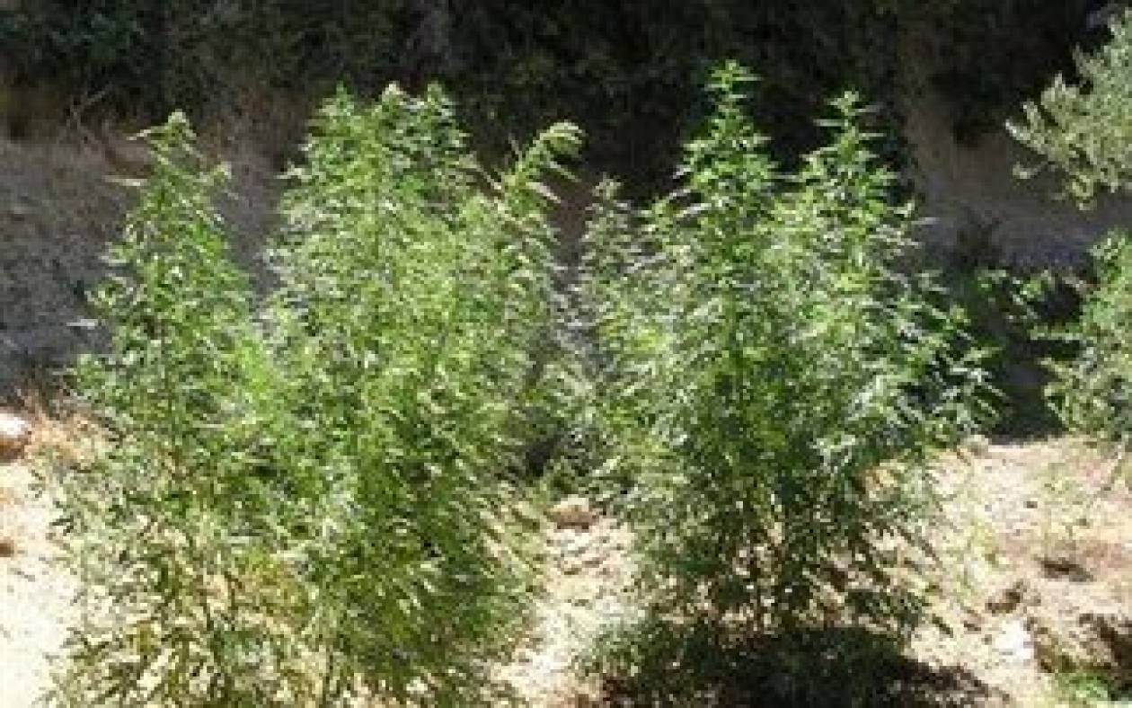 «Μύρισαν» τα ναρκωτικά σε χωριό της Ηλείας