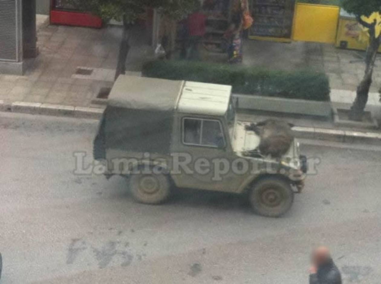 Έβαλε το αγριογούρουνο στο καπό του ΙΧ