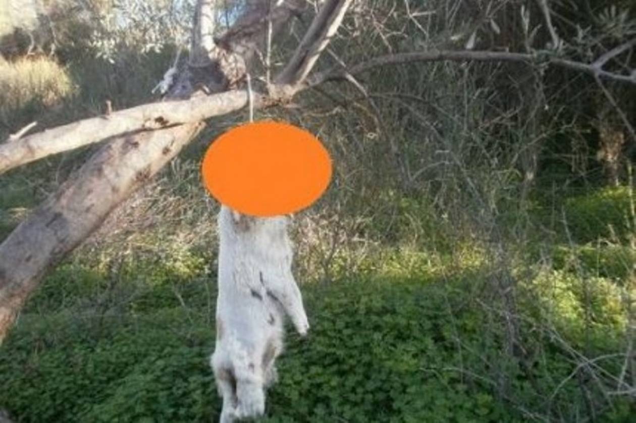 Κρέμασαν σκύλο και του έκοψαν τα πόδια!