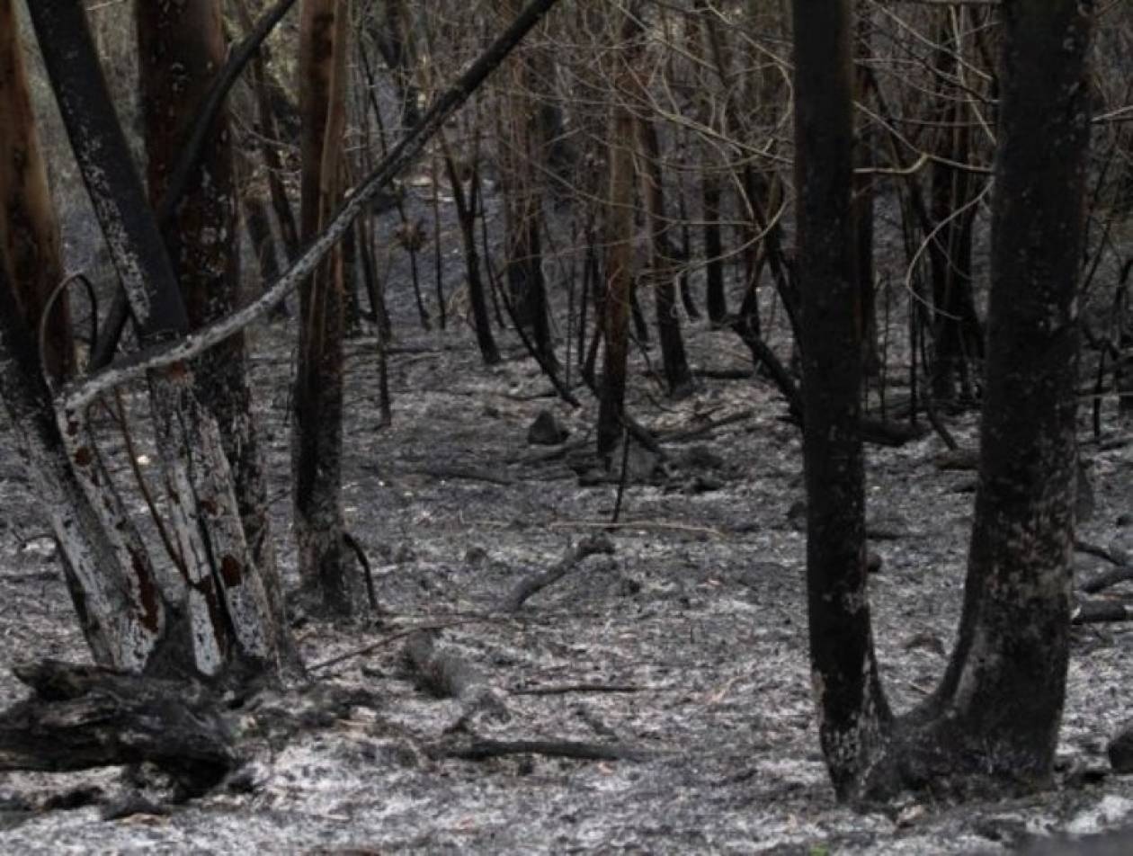 Στάχτη έγινε φυσικό πάρκο στην Ισπανία