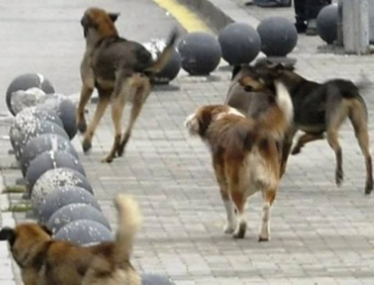 Κατασπαράχθηκε από αδέσποτα σκυλιά