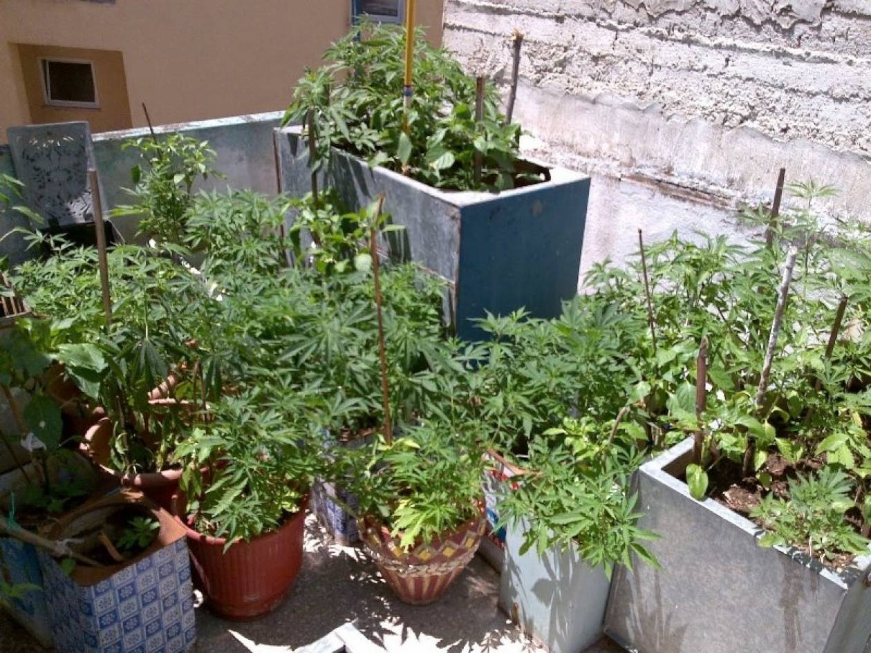 Δεκάδες δενδρήλια κάνναβης στο Λαύριο