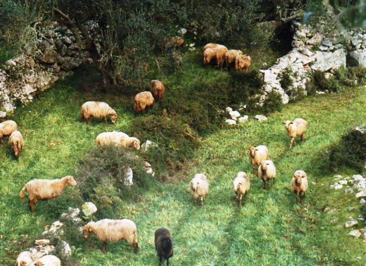 Έκλεψαν το κοπάδι μαζί με τον... βοσκό