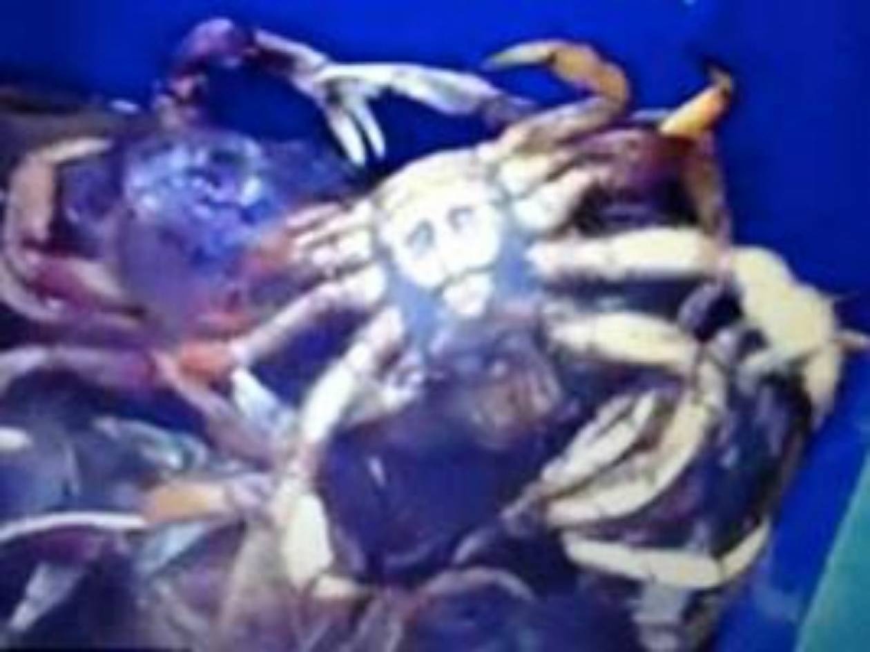 Το καβούρι που είναι ίδιο ο… Bin Laden!
