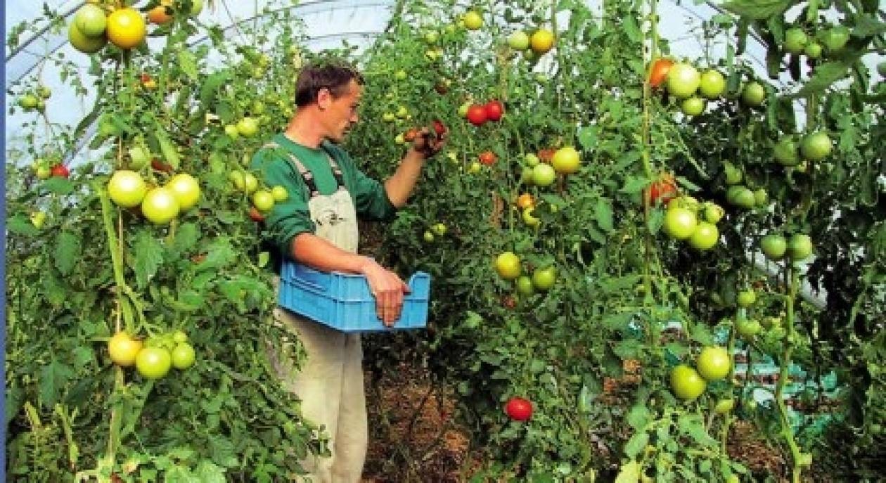 Κρατικά προγράμματα για νέους αγρότες