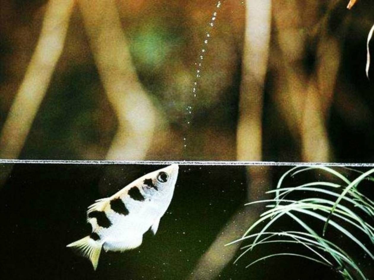 Εντυπωσιακό: Ψάρι κυνηγάει έξω από το νερό (vid+pics)