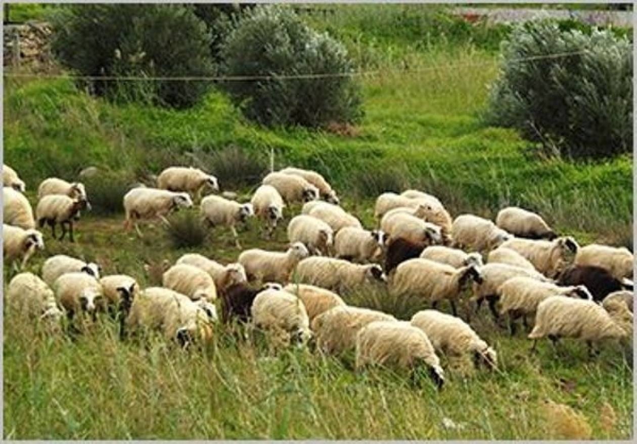 Φρίκη-Βοσκός βρήκε το κοπάδι του σφαγμένο