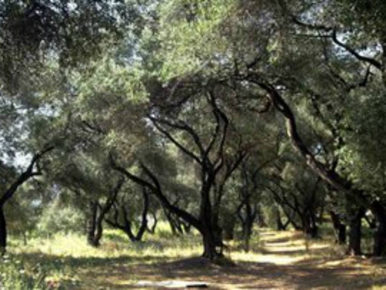 Ρημάζουν τους ελαιώνες της Αχαΐας