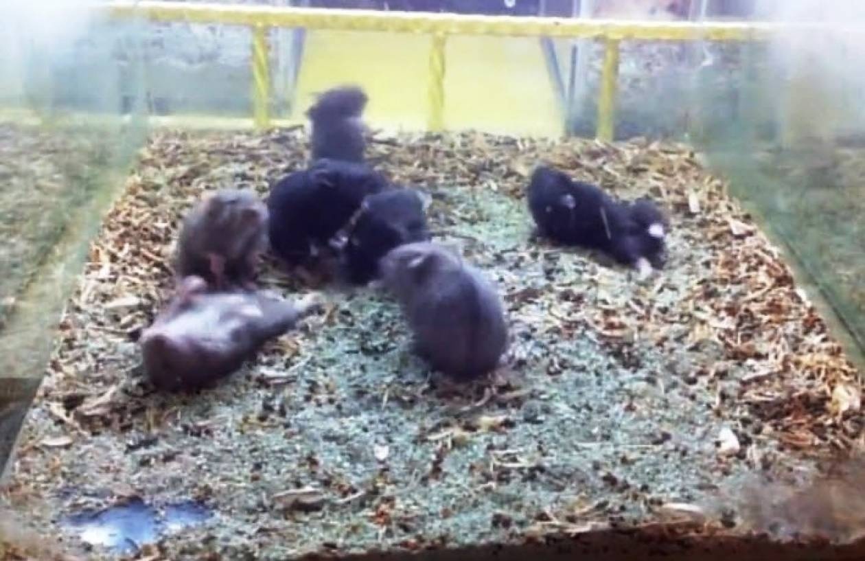 Βίντεο: Κυρίες και κύριοι... το Hamster Shake!