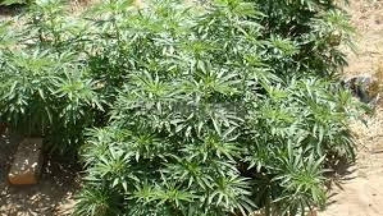 Σύλληψη 54χρονου για καλλιέργεια χασίς