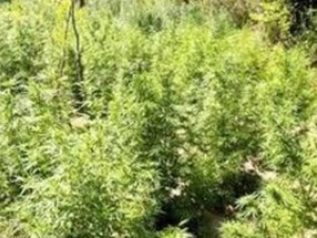 «Ορφανές» φυτείες χασίς στη Λακωνία