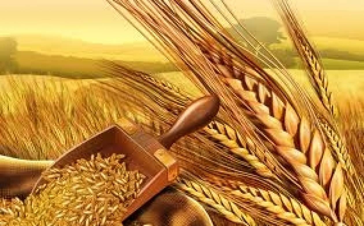 Η Αίγυπτος αγόρασε 235.000 τόνους σιταριού