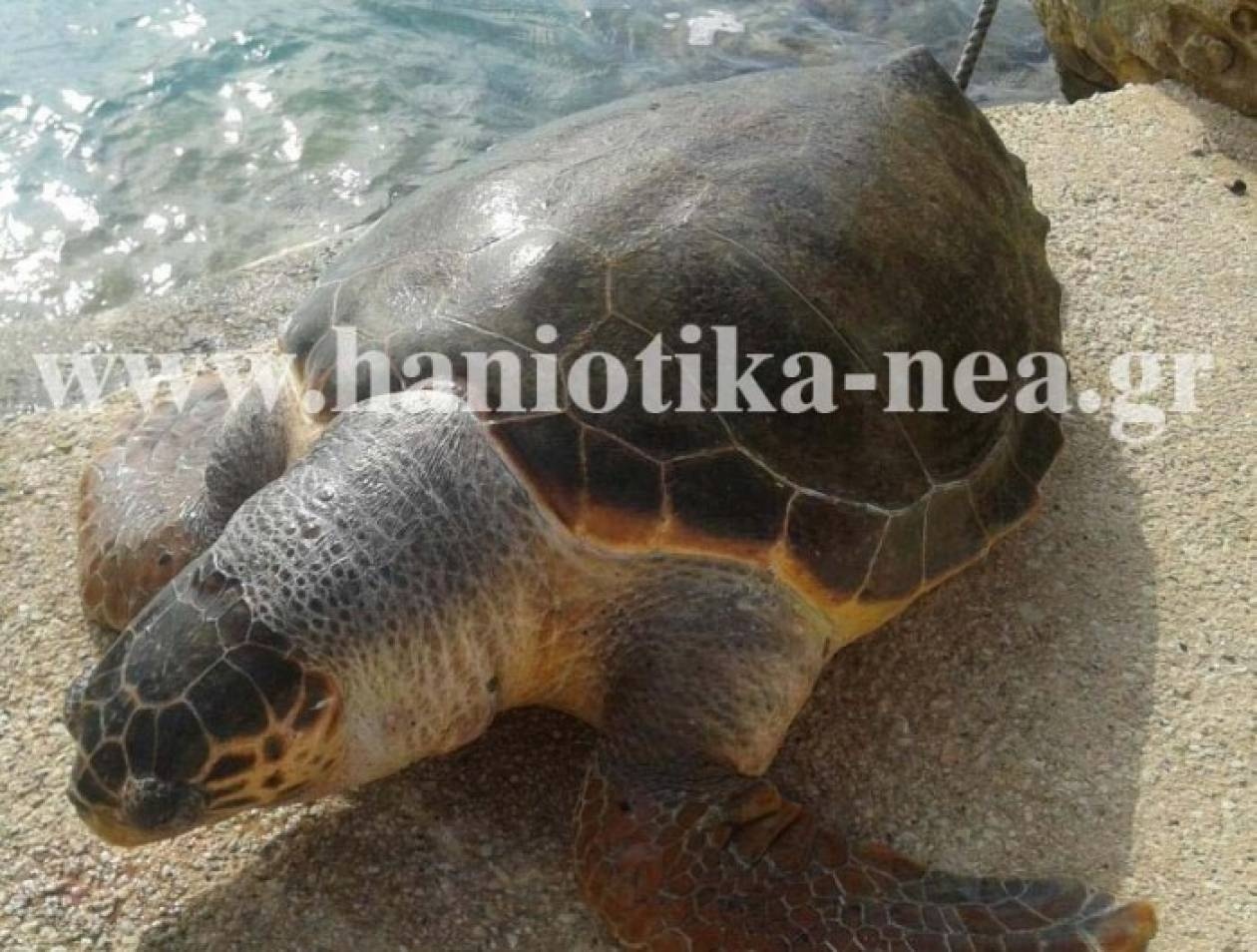 Νεκρή καρέτα – καρέτα στην Κρήτη