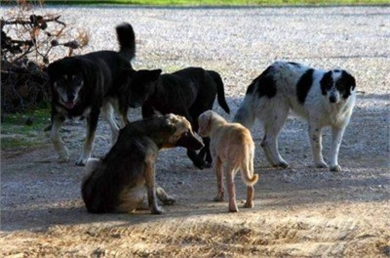 Κομοτηνή: Ρίχνουν φόλες σε αδέσποτα