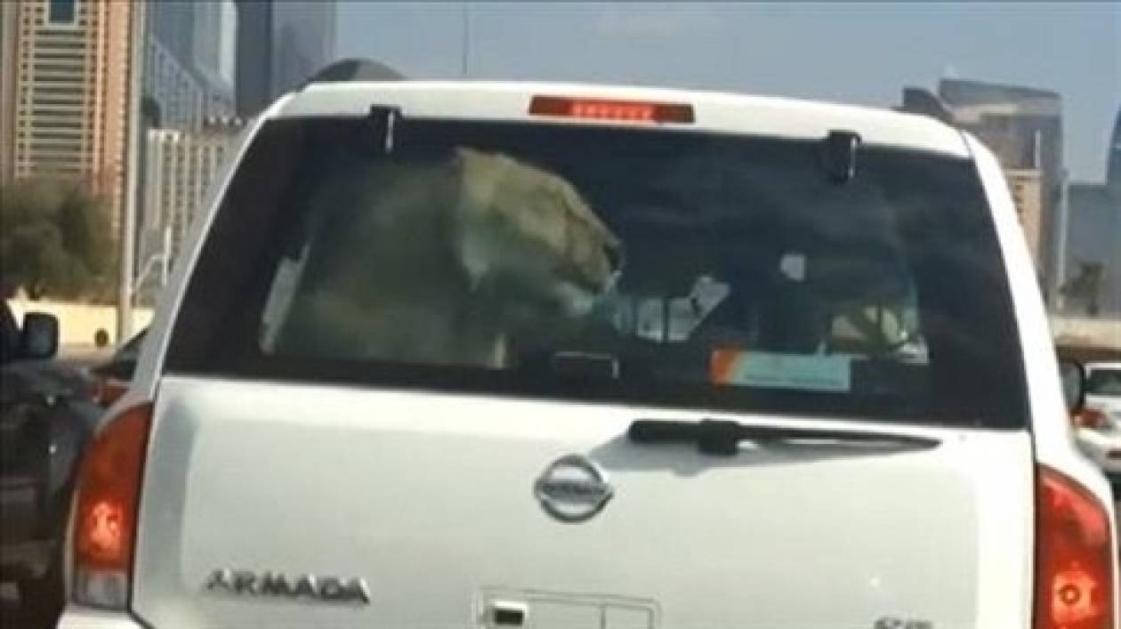 Το κατοικίδιό του είναι ένα... λιοντάρι! (vid)