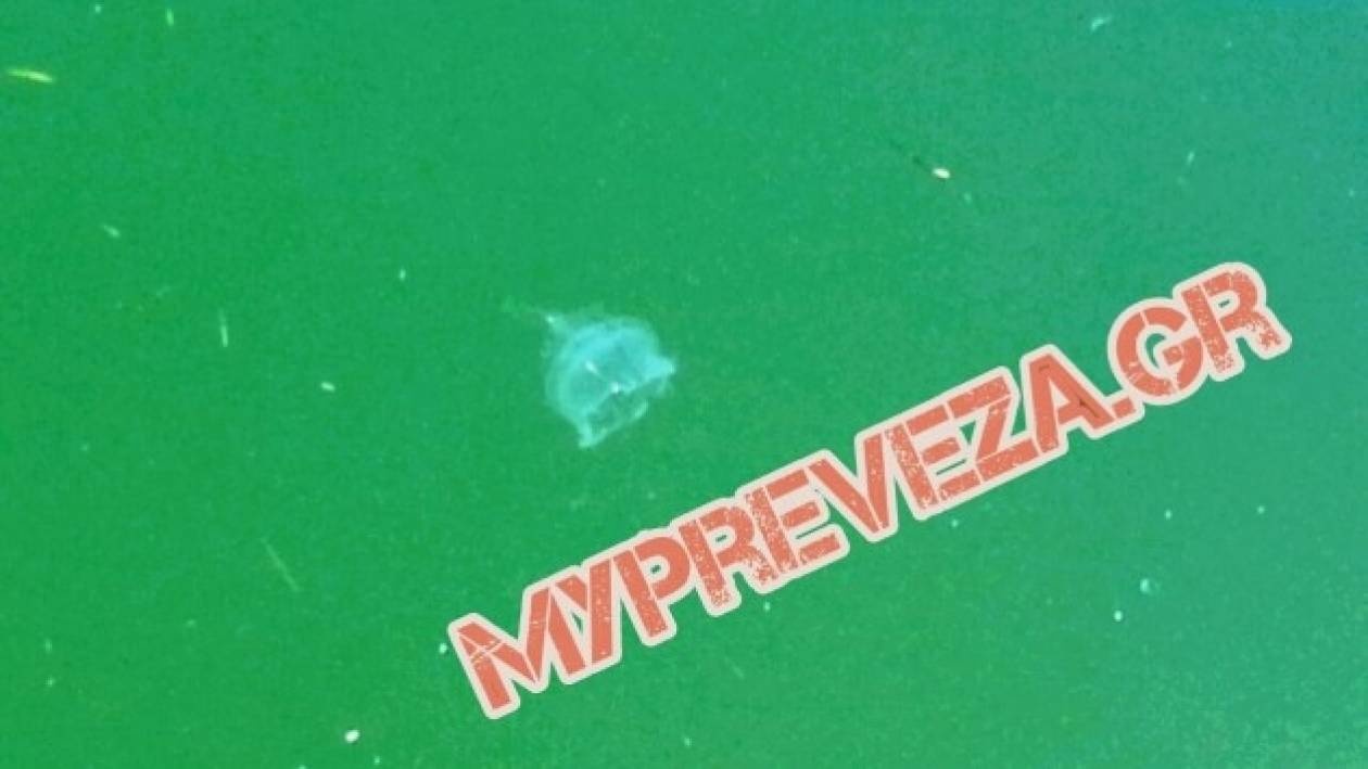 Βίντεο: Μέδουσες στο λιμάνι της Πρέβεζας