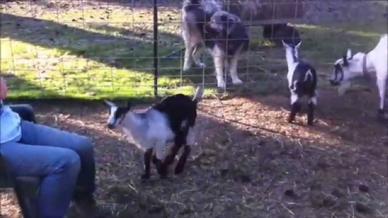 Κατσικάκια τής έδωσαν γερό… μάθημα! (video)