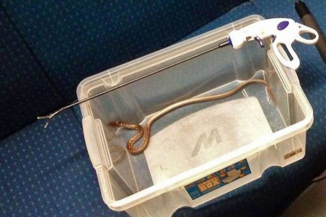 Switzerland: Snake 'upsets' a train!