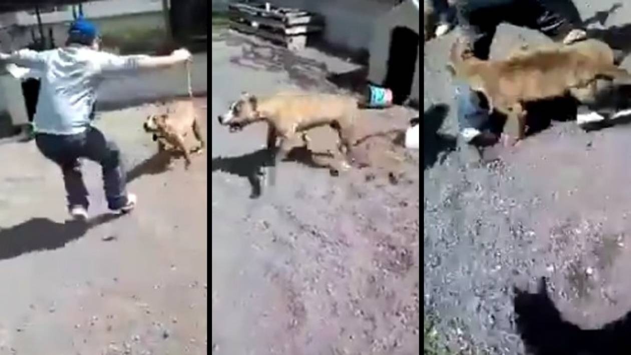 Η εκδίκηση του πίτμπουλ! (video)