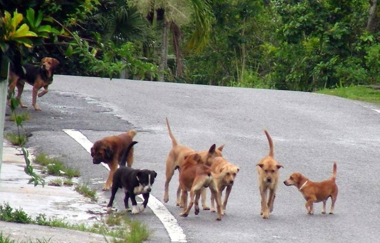Αποφάσεις για τα αδέσποτα στην Πιερία