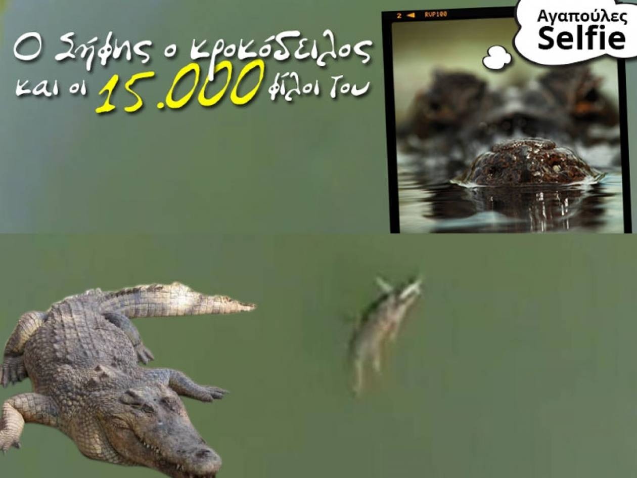 Σκληρό καρύδι ο Σήφης, ο κροκόδειλος