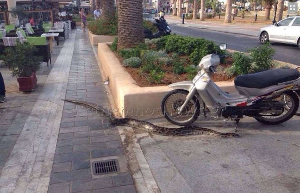 Ρέθυμνο: Μετά τον Σήφη ο… πύθωνας (pic-vid)