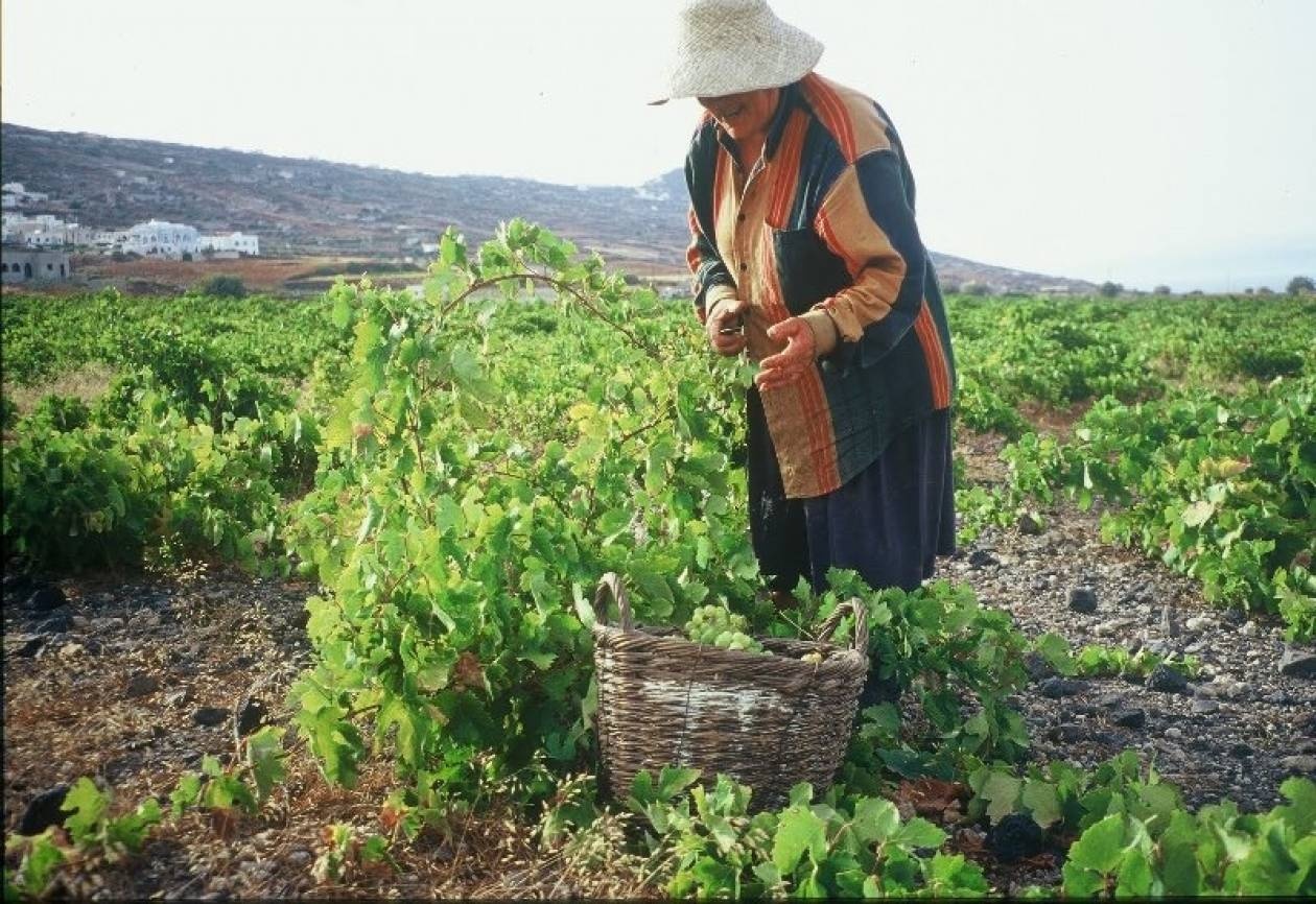 ΕΛΓΑ: Την Τρίτη η καταβολή αποζημιώσεων