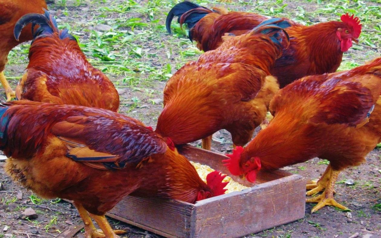 Πώς οι κότες έσωσαν τον πολιτισμό;