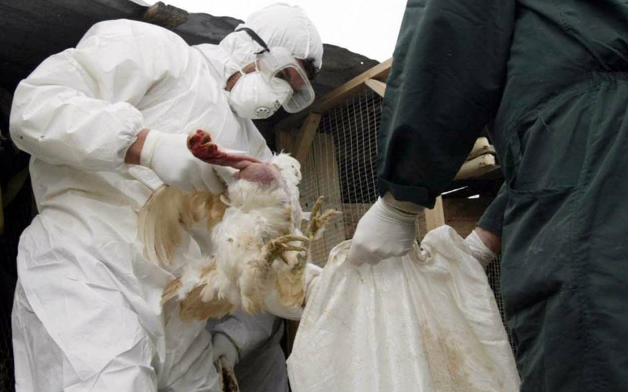 Βουλγαρία: Κρούσμα της γρίπης των πτηνών
