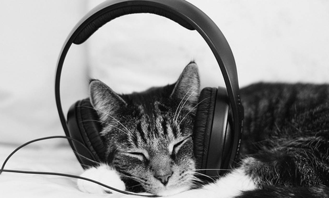 Έφτιαξαν μουσική για γάτες (audio)