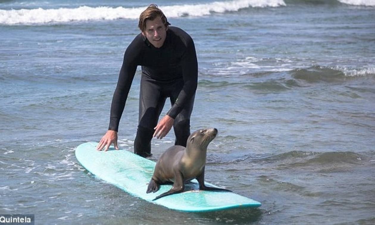Surf παρέα με μια μικρή φώκια (photos)