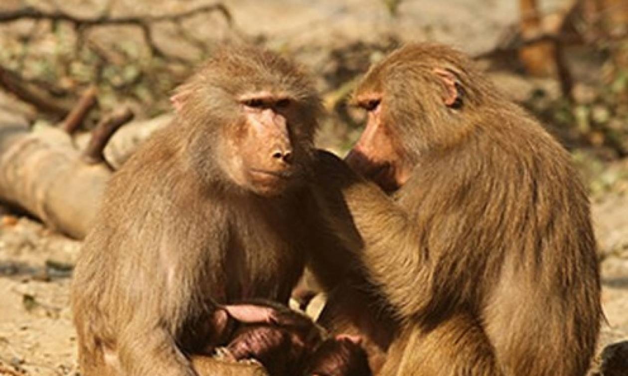 Οι μπαμπουίνοι σέβονται τη δημοκρατία