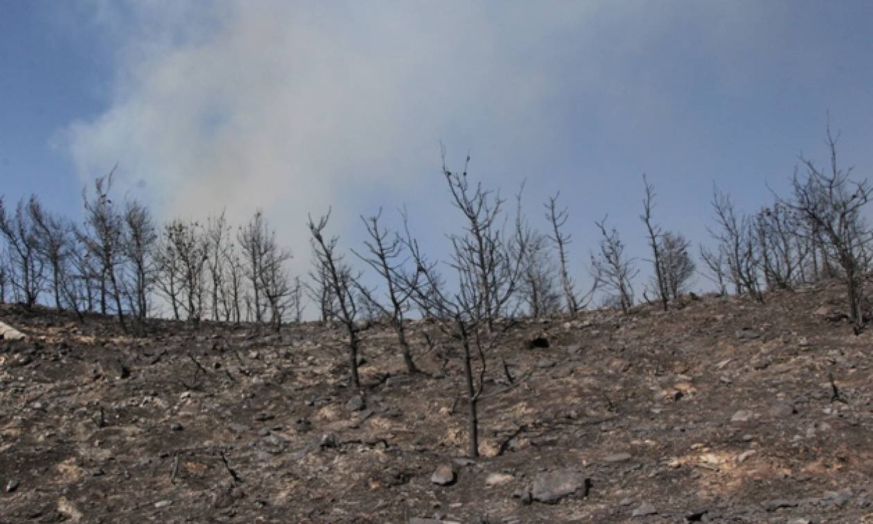 Μεγάλη πυρκαγιά και στο Δίστομο Βοιωτίας - Οι φλόγες κατευθύνονται προς τα σπίτια