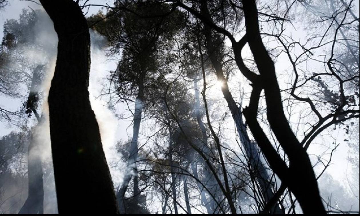 Σε ύφεση οι πυρκαγιές σε Ρόδο και Εύβοια