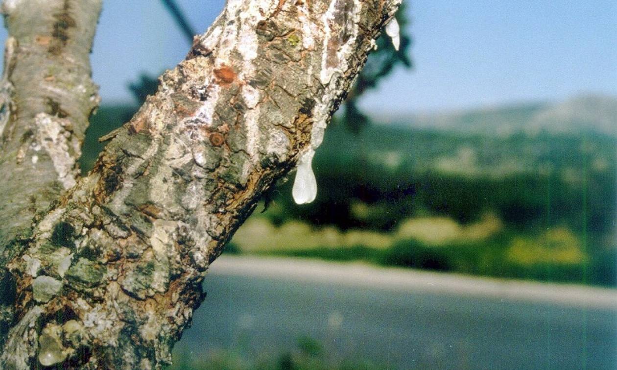 Η μαστίχα αναγνωρίστηκε ως φάρμακο