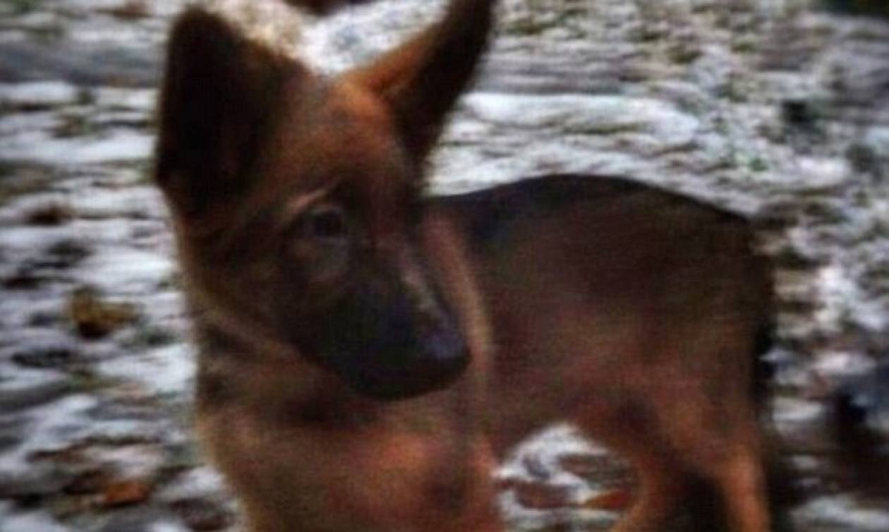 Ο Πούτιν χαρίζει στη Γαλλία... ένα κουτάβι