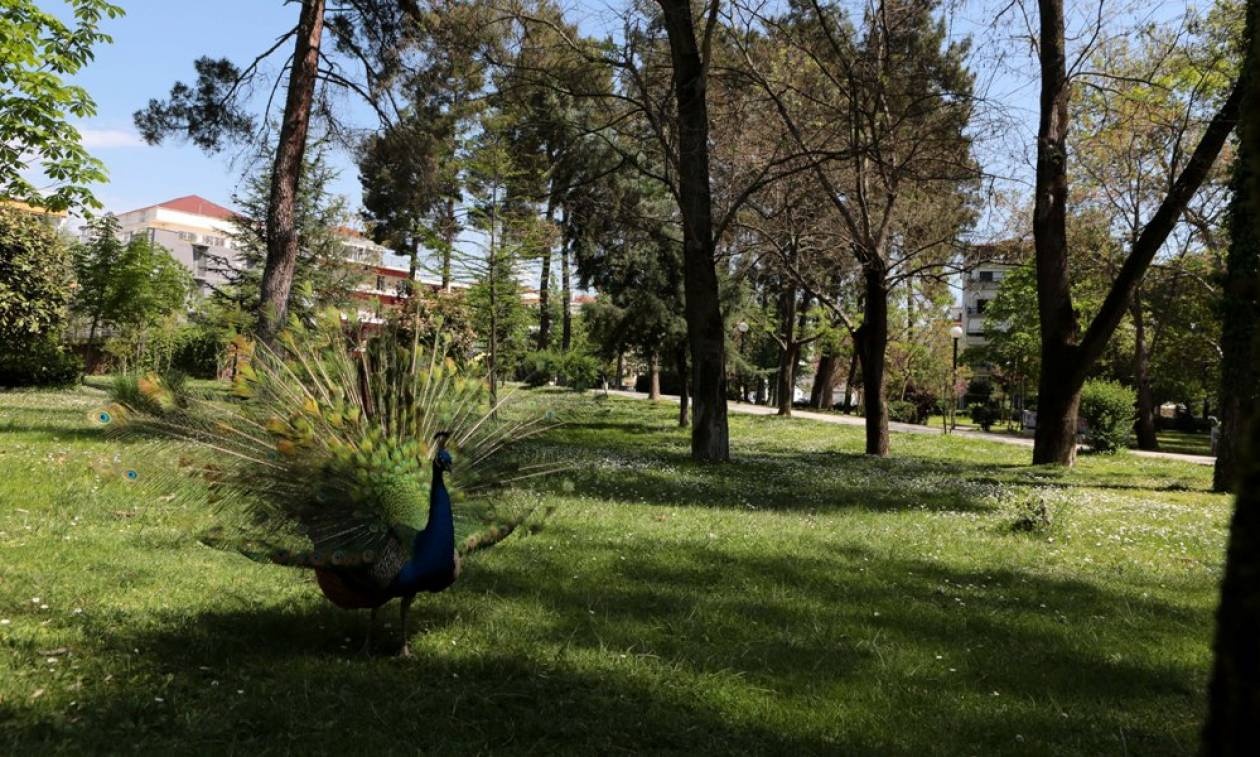 Αυτά τα Χριστούγεννα «ψηφίζουμε» Καρδίτσα!