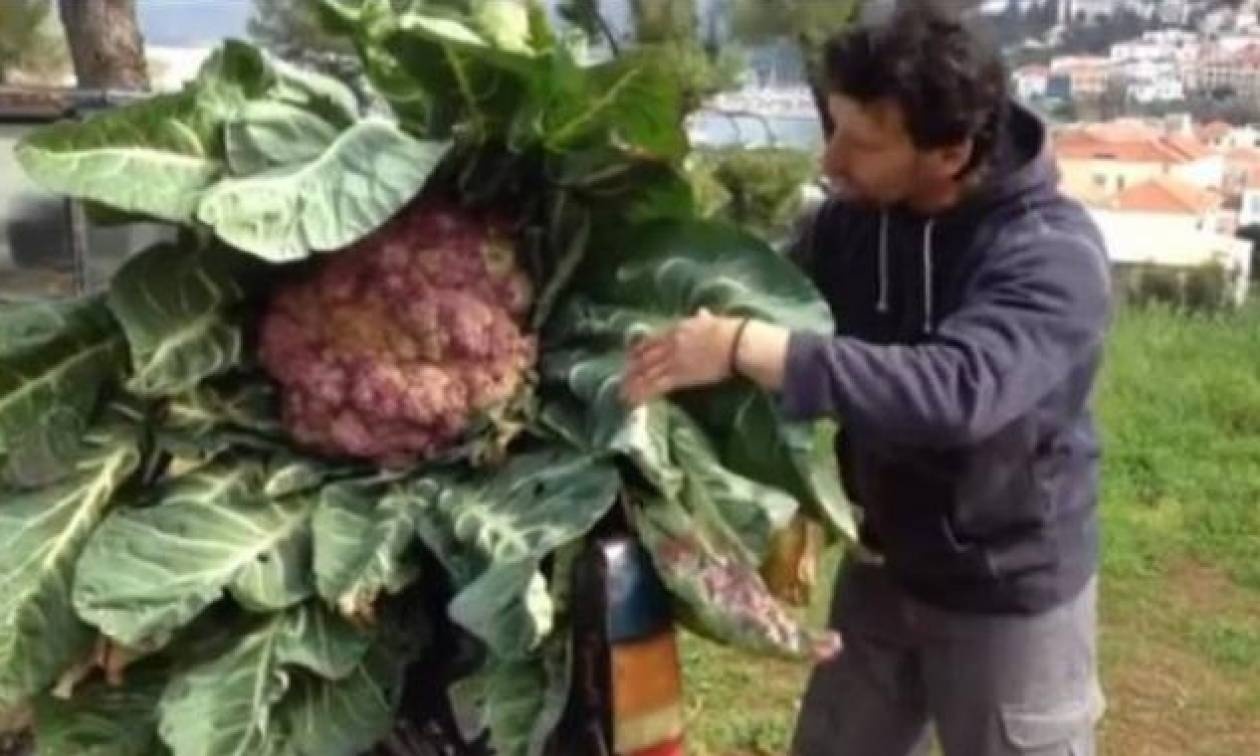 Κουνουπίδι 16 κιλών στη Μεσσηνία!!! (vid)