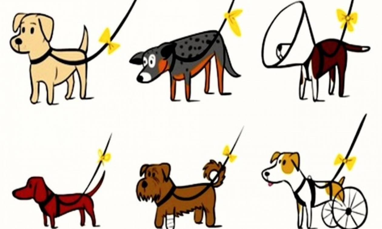Yellow Pet Project: Το νέο παγκόσμιο κίνημα για σκύλους έρχεται στην Ελλάδα