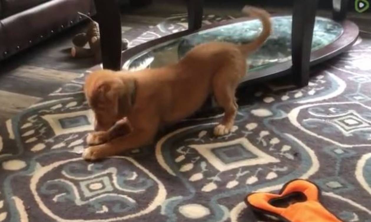 Το τρελό παιχνίδι σκύλου με… παγάκι (vid)
