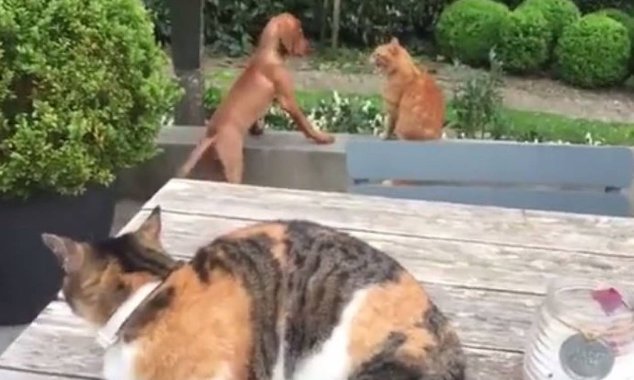 «Καυγάς» γατών για έναν… σκύλο (vid)
