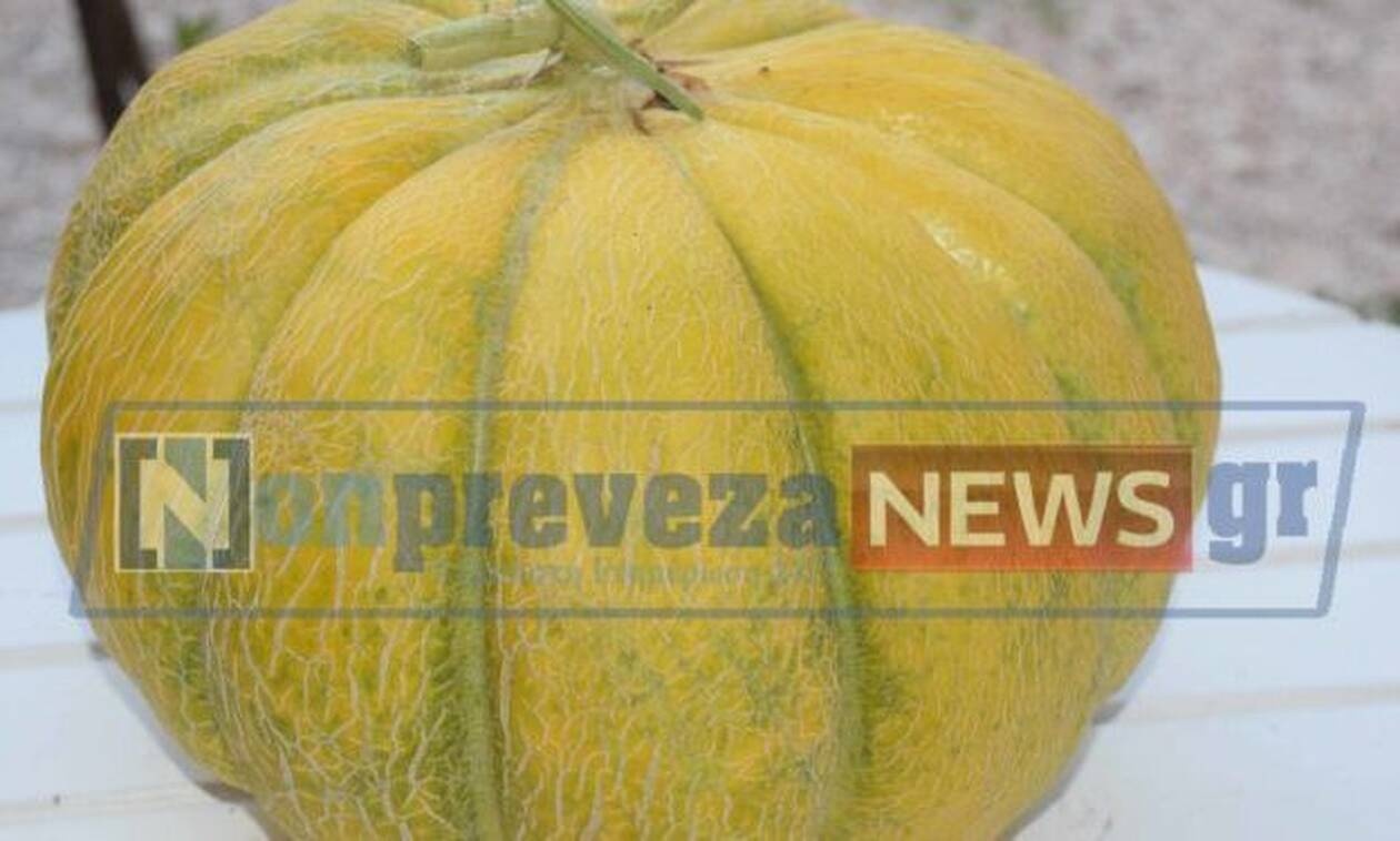 Πρέβεζα: Πεπόνι-γίγαντας έγινε viral (pics)