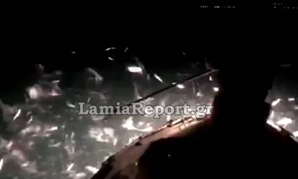 Ψαριά - «θαύμα» στη Φθιώτιδα (video)